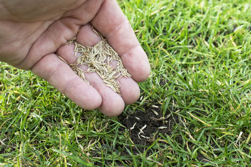 Grass Seeding Pros