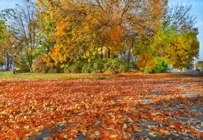 Mulched Leaves on a Lawn