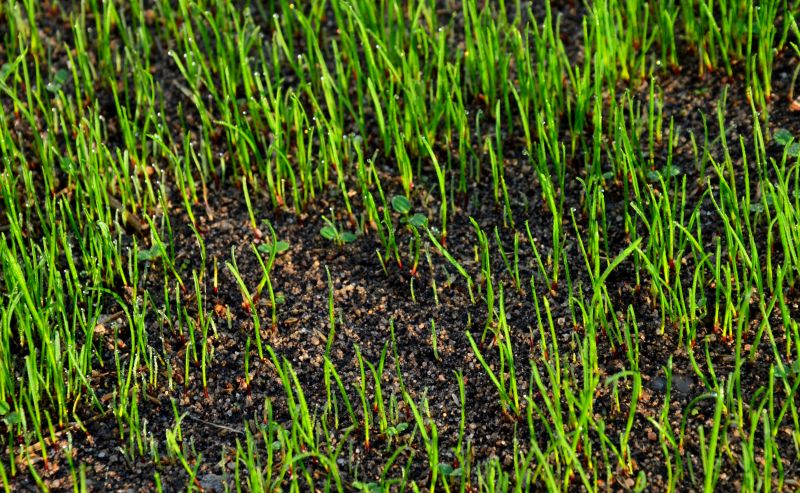 Grass Seeding Service