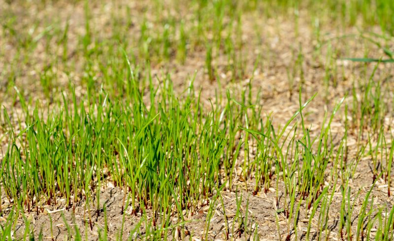 Lawn Seeding