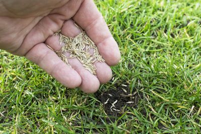 Lawn Seeding Services Cost — Cost of Lawn Seeding Services