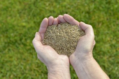Products For Grass Seedings in use