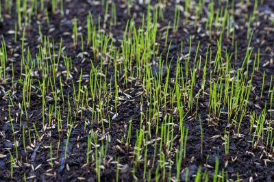 Residential Lawn Seeding in Ventura County, CA