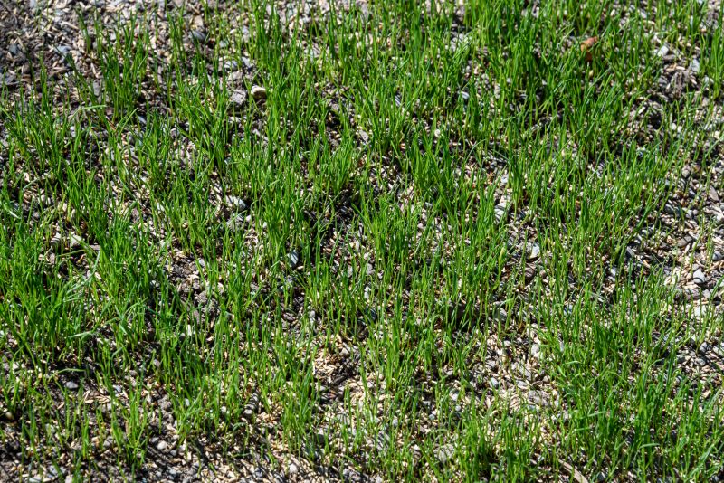 Residential Lawn Seeding in Ventura County, CA