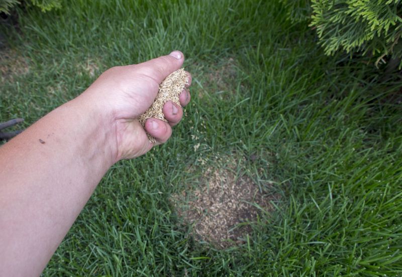 Spring Lawn Overseeding in Ventura County, CA