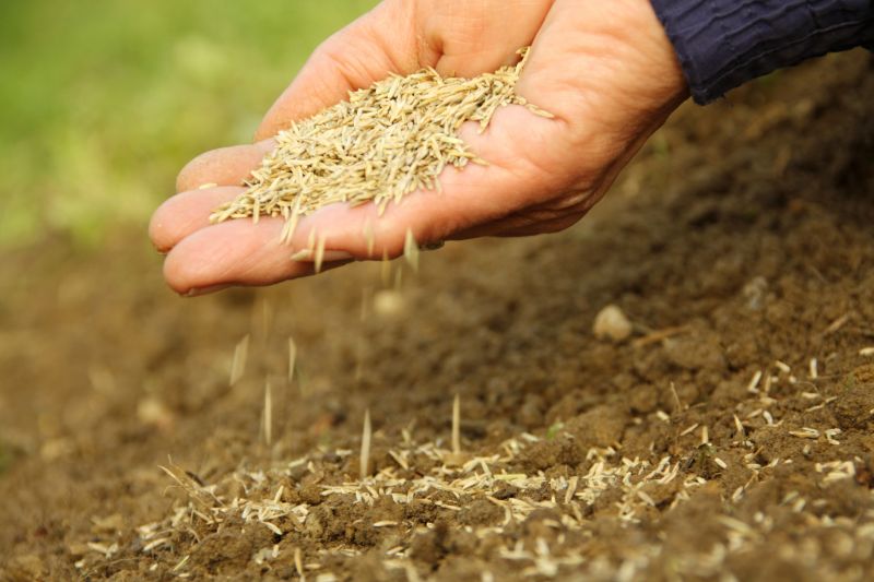 Turf Seeding in Ventura County, CA