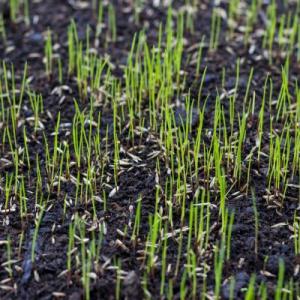 Alexandria Lawn Reseeding