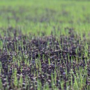 Alexandria Lawn Seeding