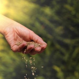 Alexandria Reseeding